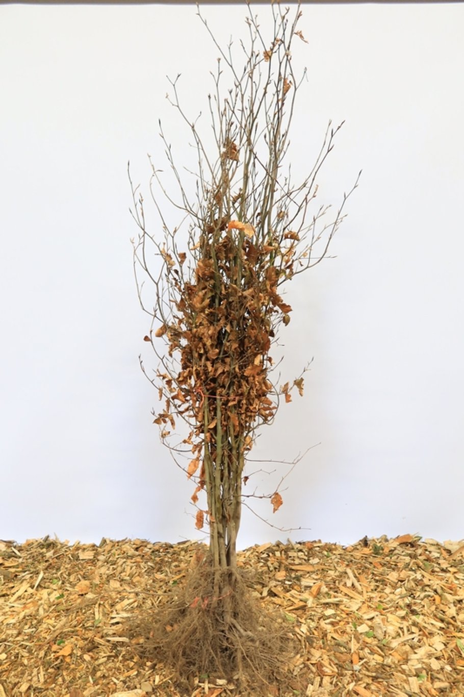 Fagus syl. 'Atropunicea' - 150-175 CM bare root 1/2